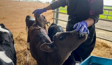 Yeni Zelanda’da emisyonlara karşı inek gazının vergilendirilmesi önerildi